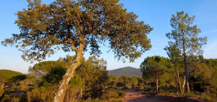 PLANO DIRETOR DO EMPREENDIMENTO TURÍSTICO DA HERDADE DA ALÁPEGA